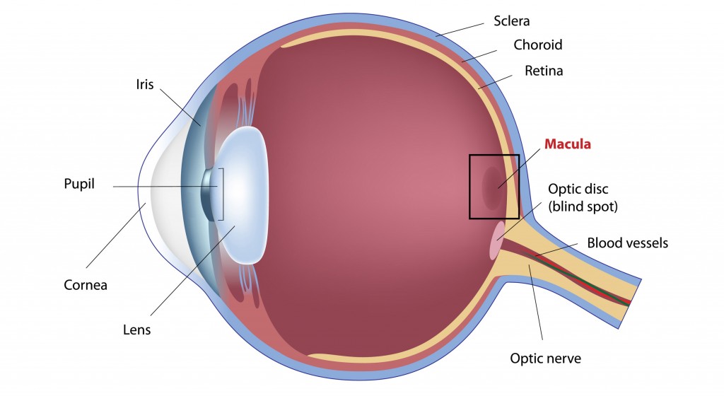 Macula-1024x560